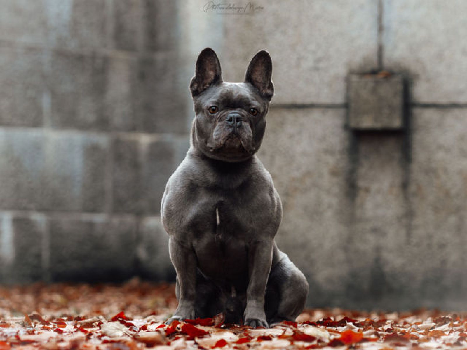 Cooper - Dringend!