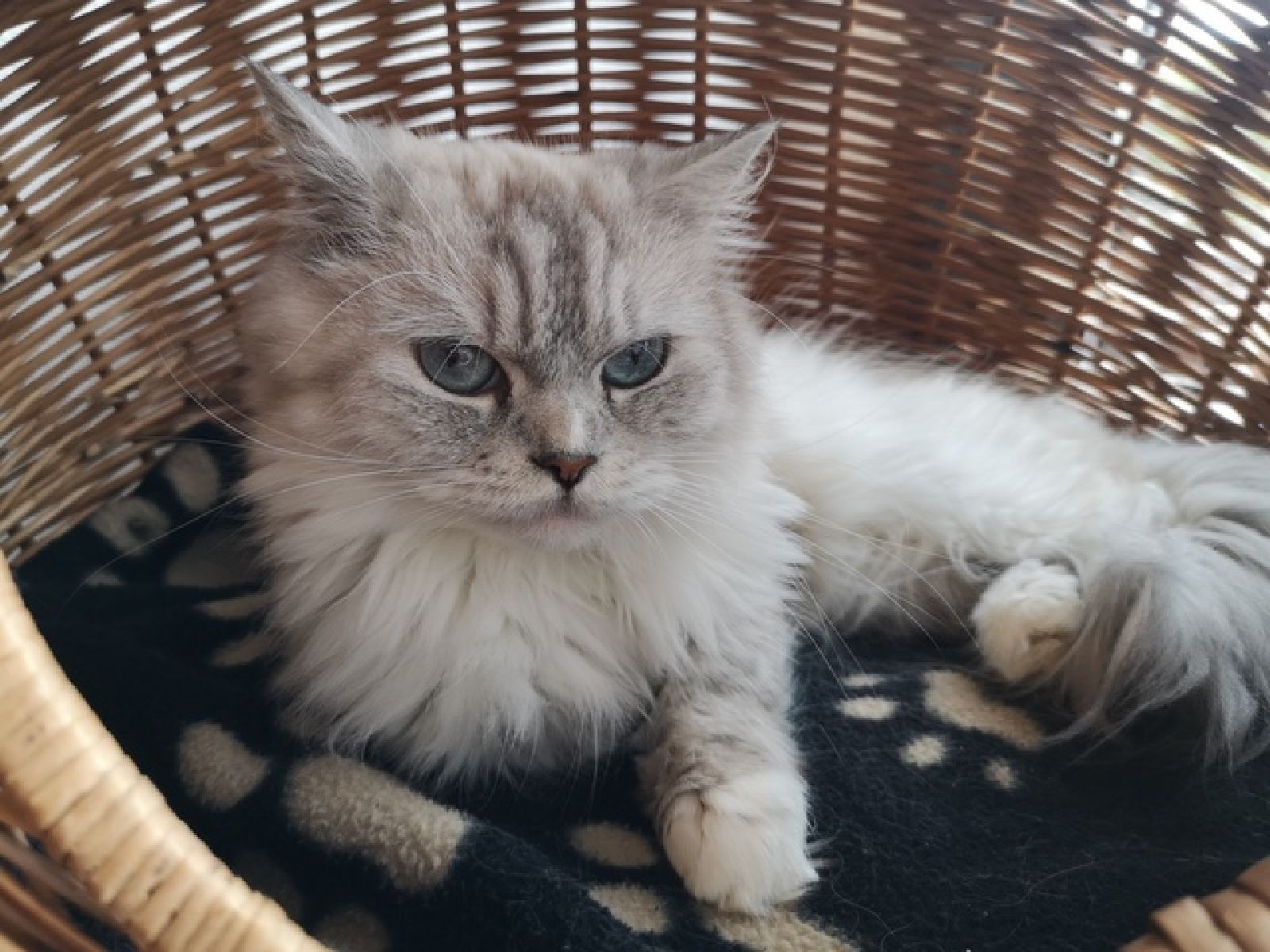Wilma
