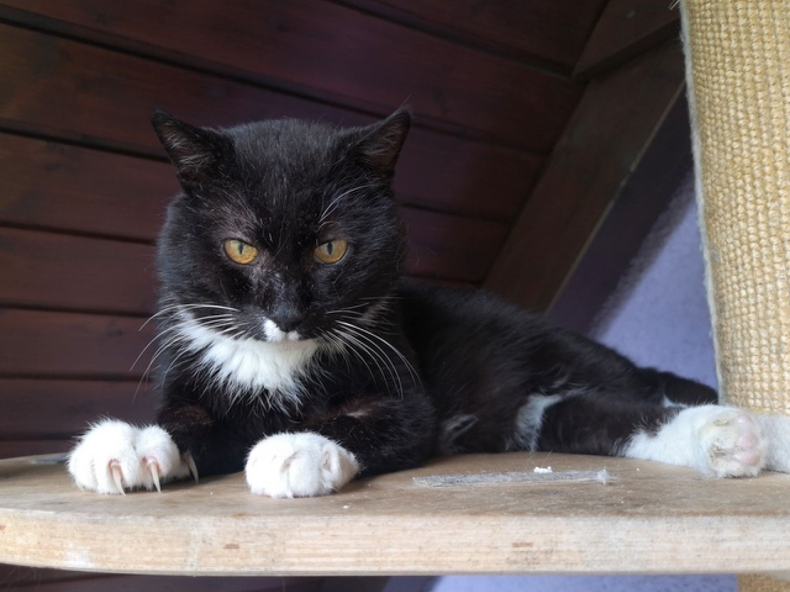 Zorro