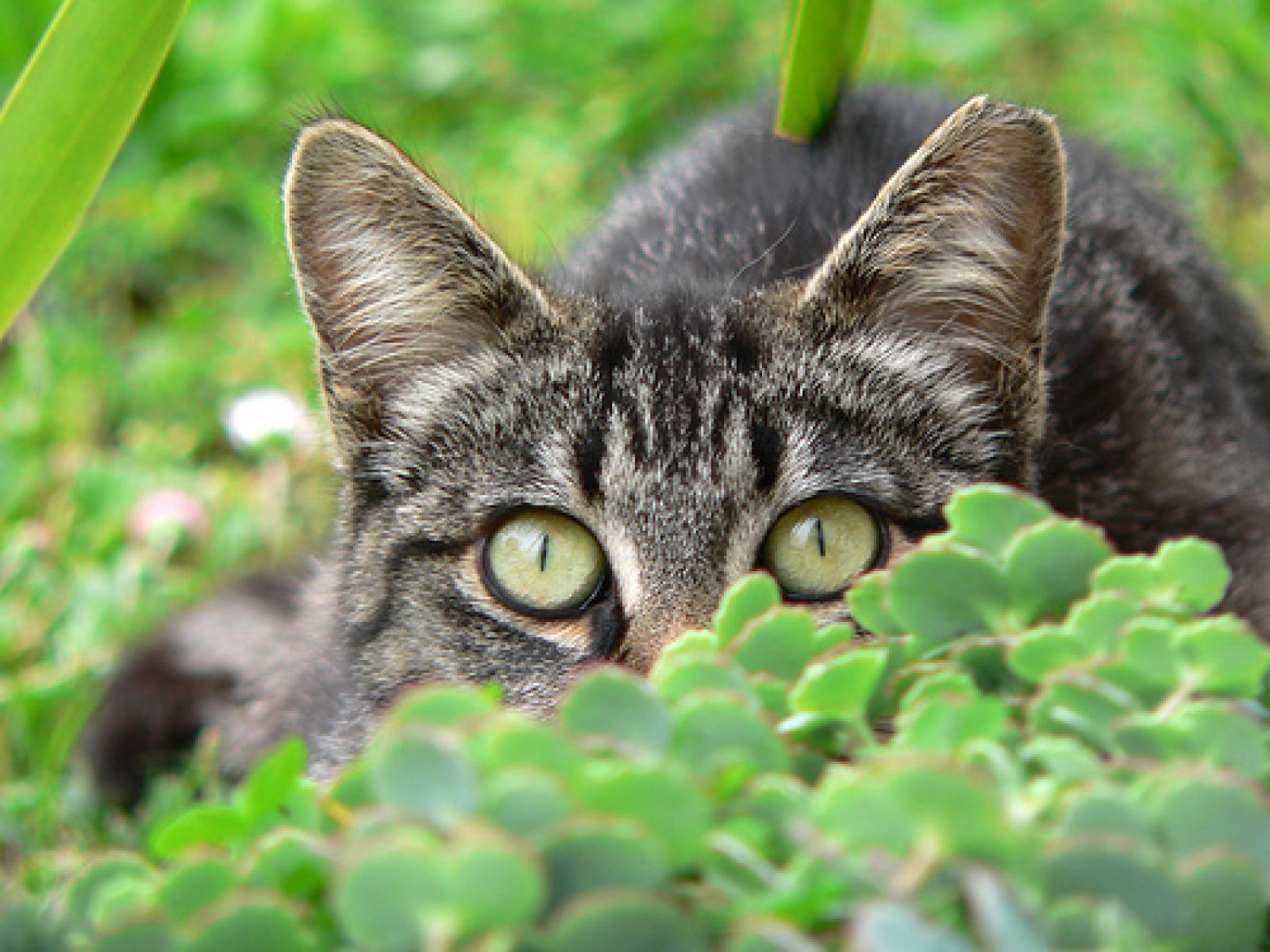 Gesucht: Plätze für scheue Katzen