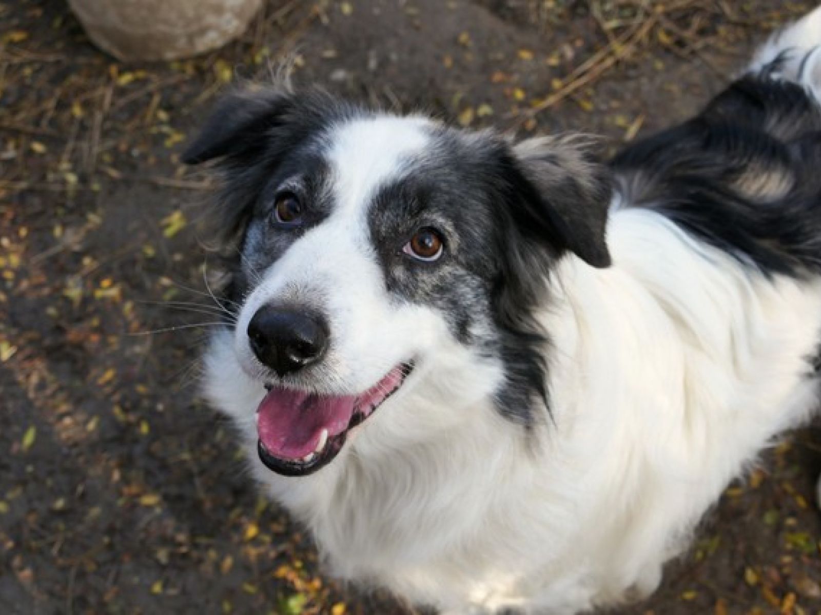 Bella