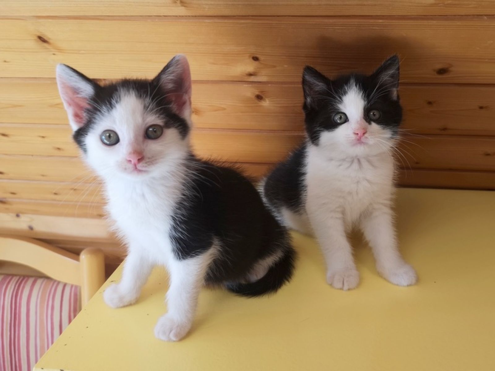 Tilli und Milli
