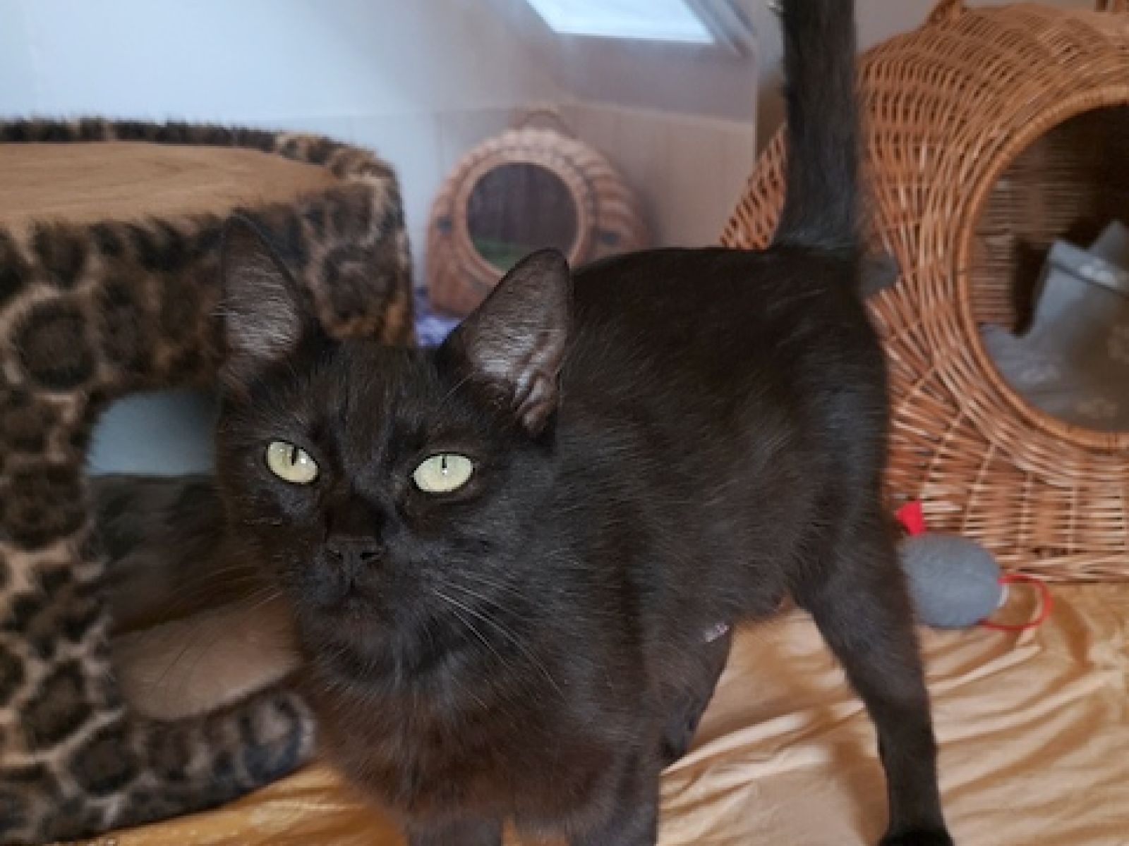 Blacky