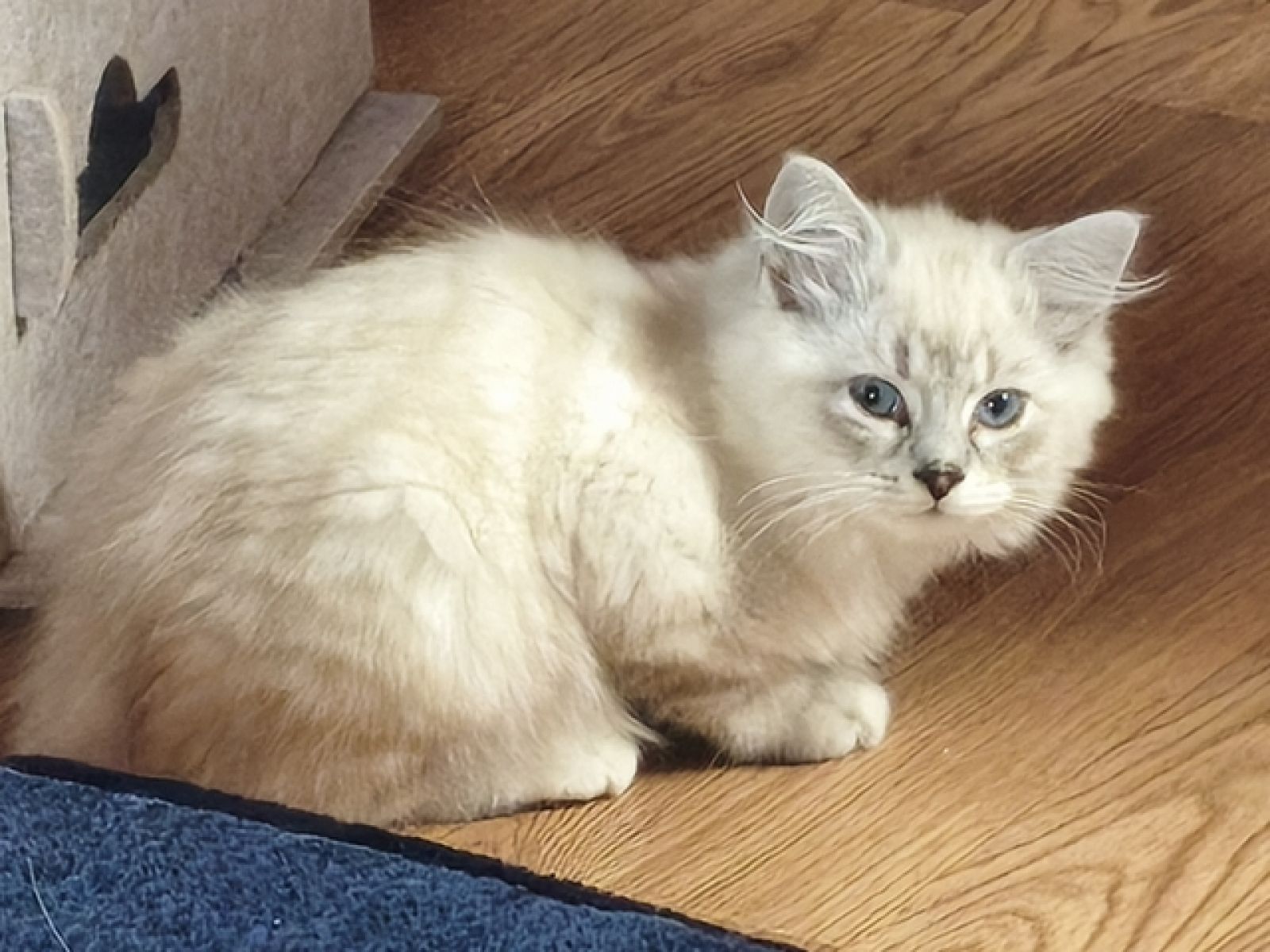 Gismo und Pearl haben ihr Zuhause gefunden, Tigerlilly und Fuchur sind reserviert