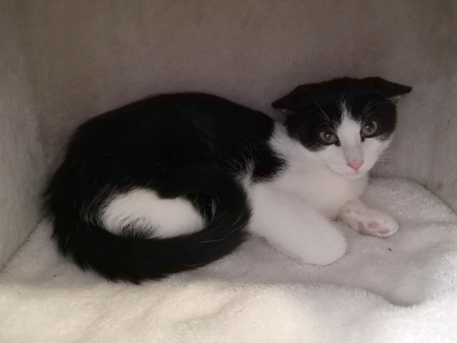 Oreo