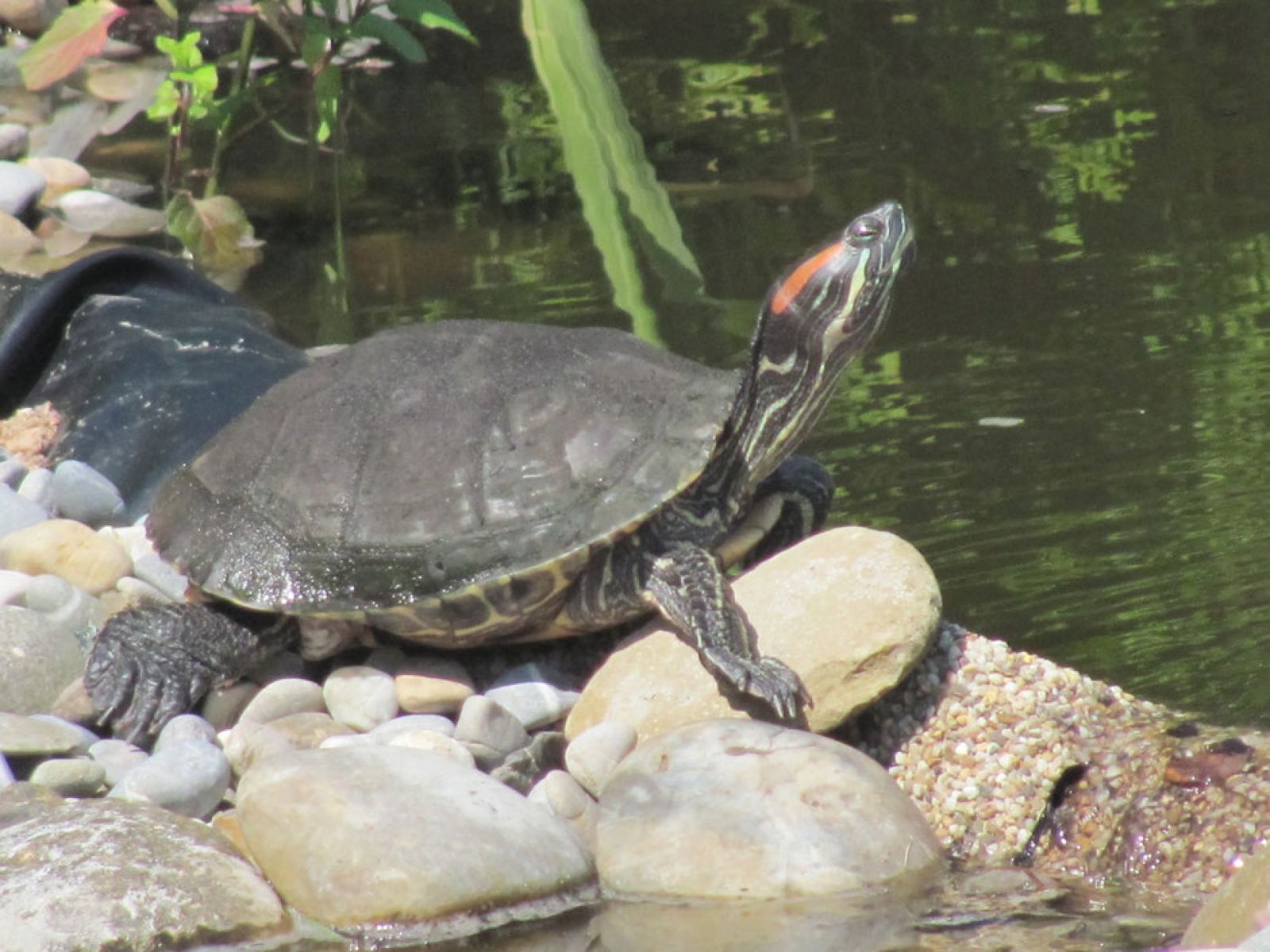 Mehrere Wasserschildkröten