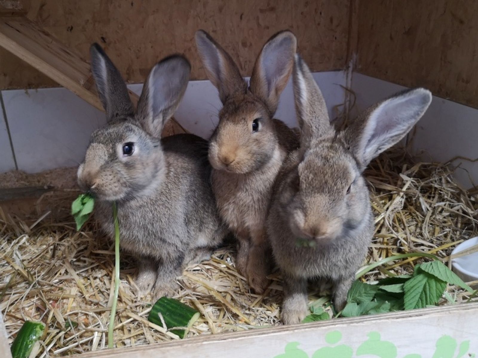 Pauline, Josefine und Charlotte