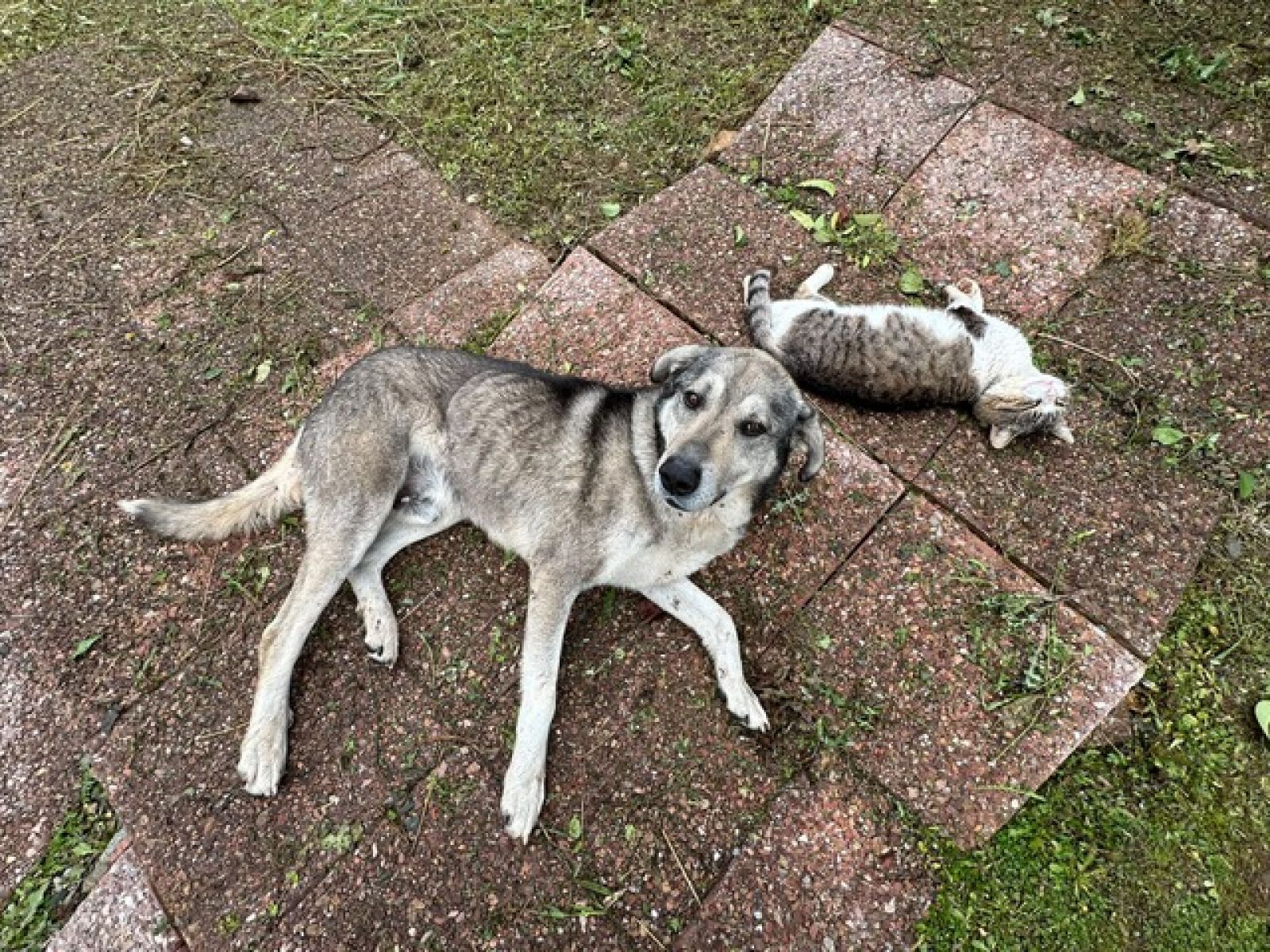 Tuglu